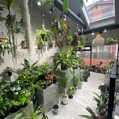 BROTO PLANTS