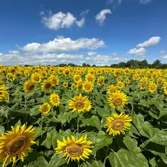 阿賀野川花畑公園
