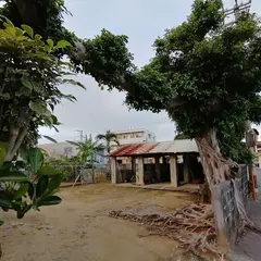 国吉家のガジュマル巨木