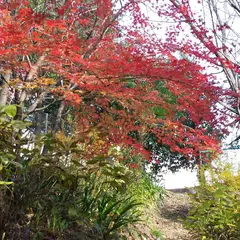 もみじ谷