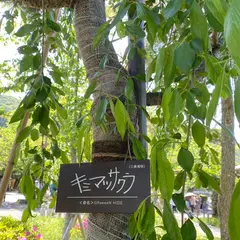 キミマツサクラ