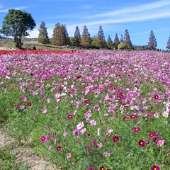 癒やしの花園（あわじ花さじき）