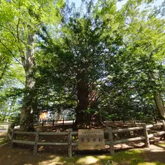 黄金水松