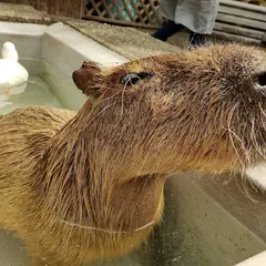 大山トム・ソーヤ牧場