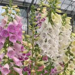 横山花園