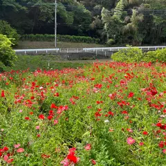 川久保ポピー園