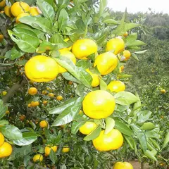 西島農園