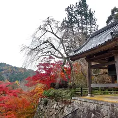 正暦寺のモミジ