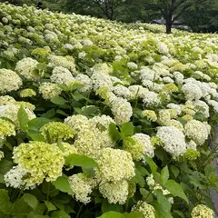 権現堂公園 ４号公園