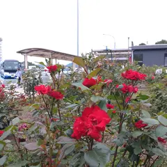 福山SA(上り) 薔薇園
