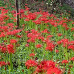 宝山湖公園