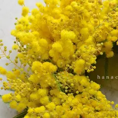 hanacoteca ハナコテカ