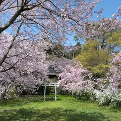 弥彦神社 御旅所