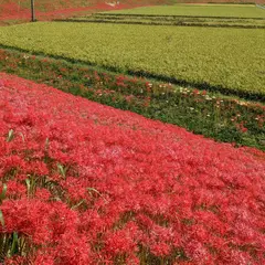矢勝川・彼岸花堤