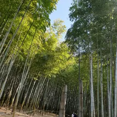アホプ山の森
