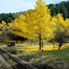 引原峠大銀杏