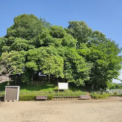 金縄塚古墳（キンジョウヅカ-コフン）