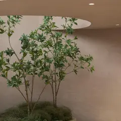 KLARRA: Oasis In the City