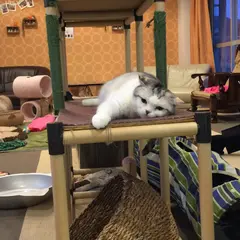ねこカフェなる