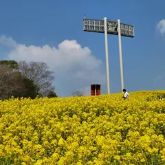 神戸総合運動公園 コスモスの丘