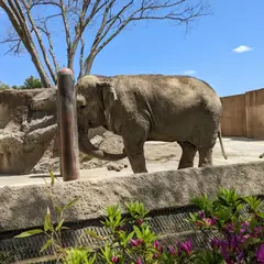 日立市かみね動物園