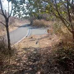 志保山