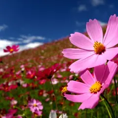 花の駅 生駒高原