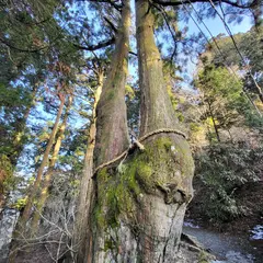 夫婦杉