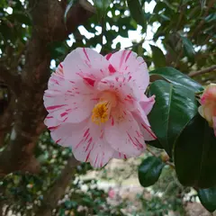 国際優秀椿園 五島椿森林公園
