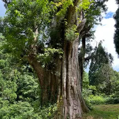 石徹白の大杉