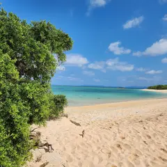 浜シタン群落