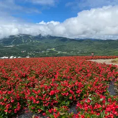 ひるがのピクニックガーデン