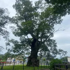 棚倉城跡の大ケヤキ