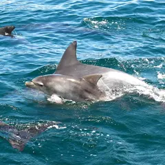 南島原イルカウォッチング