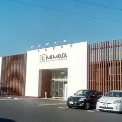 ミモザ