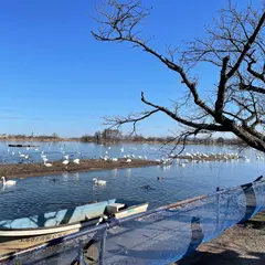 瓢湖水きん公園