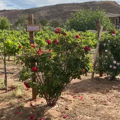 Zion Vineyards