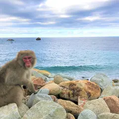 野猿公園