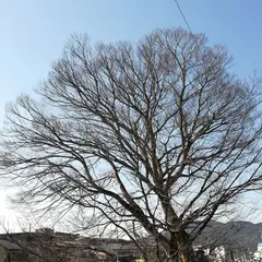 大井の榎