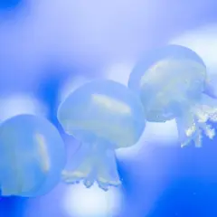 クラゲ回廊(いおワールドかごしま水族館内)