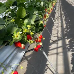 ゆうゆう農場