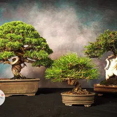 Bonsai Inc.