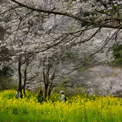 水明台エドヒガンの森