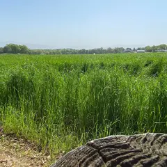 熊本農業公園カントリーパーク 記念の森