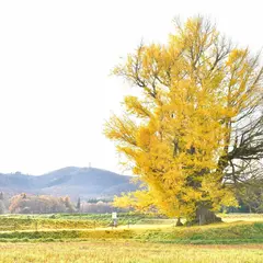 赤井の大イチョウ