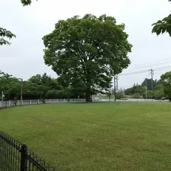 ケヤキと芝生ガーデン