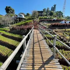 Nuea Doi Camping Chiang Mai