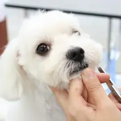 PET-SPAあざみ野ガーデンズ店