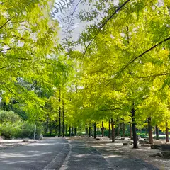 メタセコイア並木