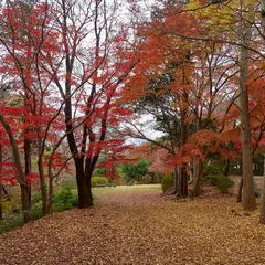 モミジ平
